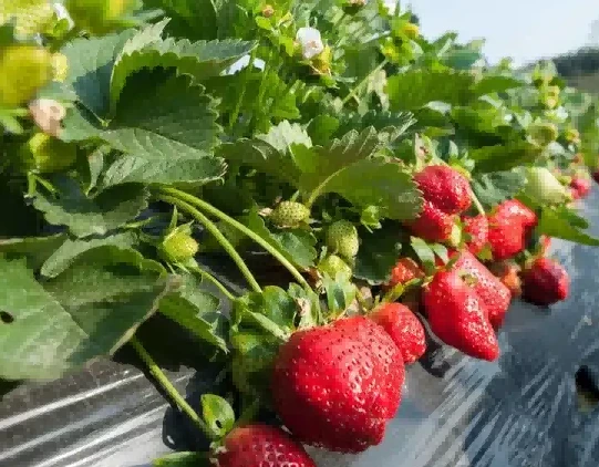 strawberry seedlings strawberry seedlings