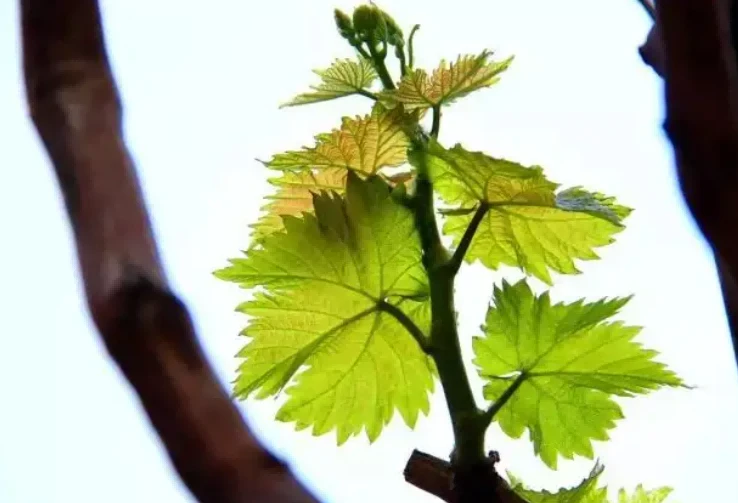 Grape germination and shoots, inflorescence growth period Grape germination and shoots, inflorescence growth period