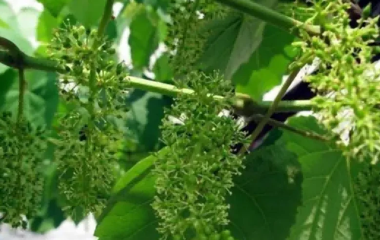 grape flowering period grape flowering period