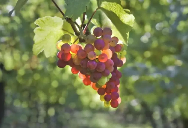 Grape berry growing period Grape berry growing period