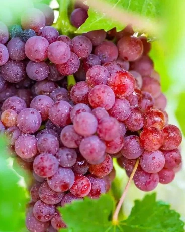 Grape berry ripening period Grape berry ripening period