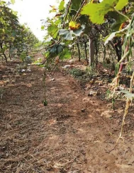 Grape shoot maturity and deciduous stage Grape shoot maturity and deciduous stage