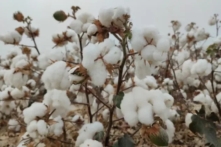 cotton cotton