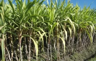 sugar cane sugar cane