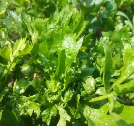 celery virus disease 1