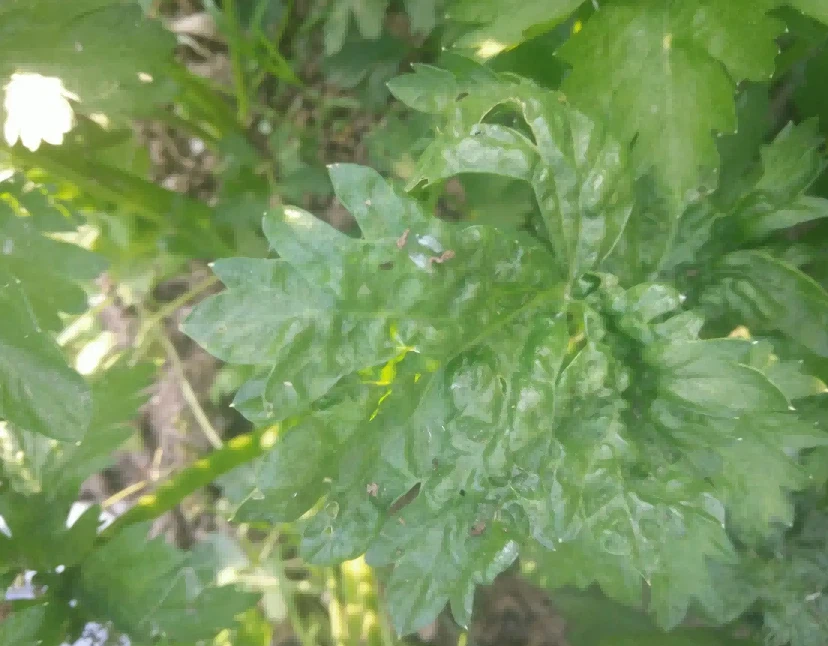 celery virus disease 3