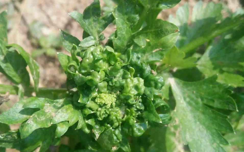 celery virus disease celery virus disease