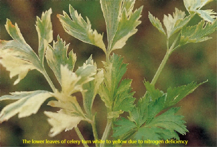 celery nutrient deficiency 2 celery nutrient deficiency 2