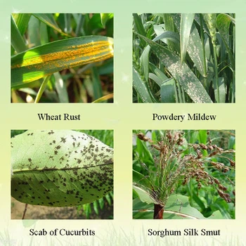 Application Application