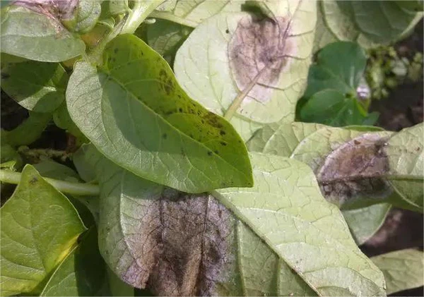 info-640-449 info-640-449