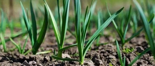 Brassinolide Brassinolide