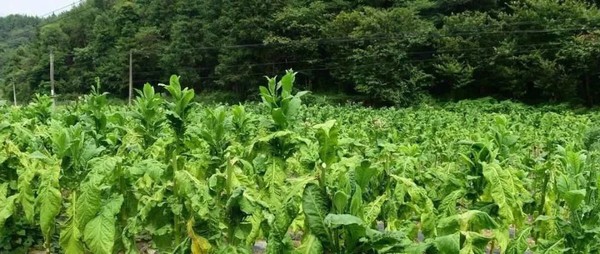 trifloxystrobin trifloxystrobin