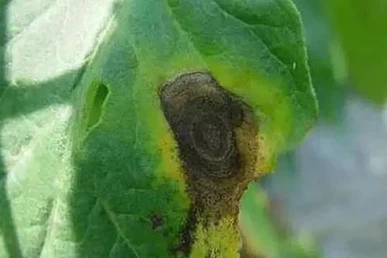 Early blight of tomatoes Early blight of tomatoes