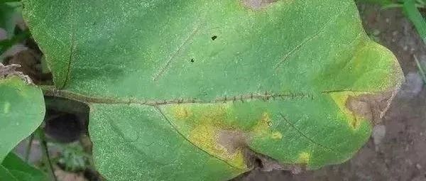 Leaf mold disease Leaf mold disease